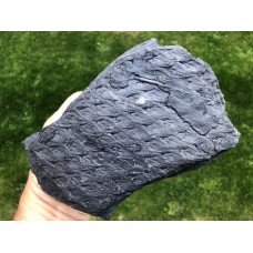 Lepidodendron aculeatum